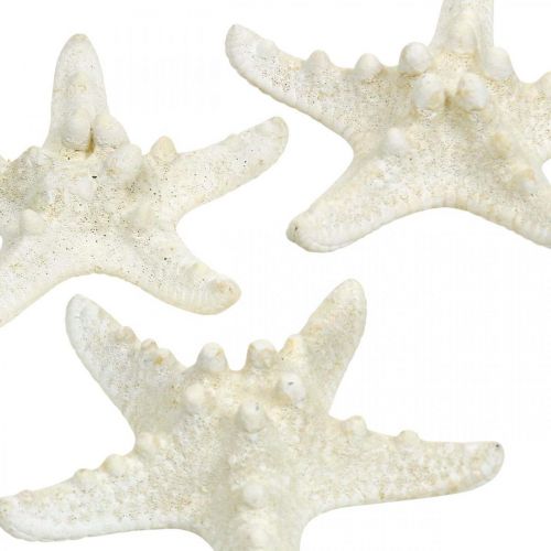 daiktų Jūrų žvaigždės dekoracija balta, džiovinta jūros žvaigždė rankdarbiams 7-11cm 15psl
