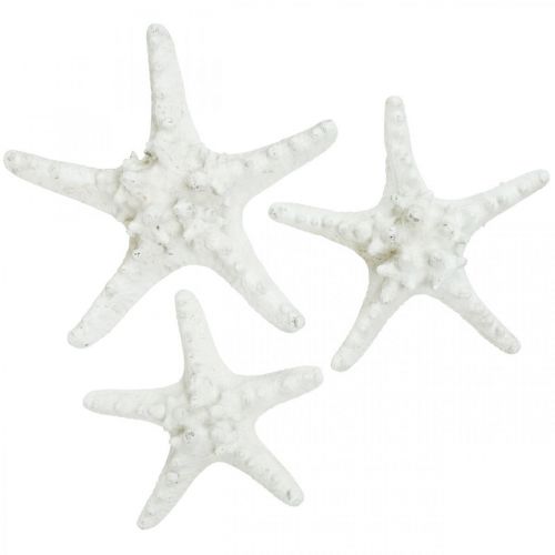 daiktų Jūrų žvaigždės dekoracija didelė džiovinta balta dygliuota jūrų žvaigždė 15-18cm 10vnt