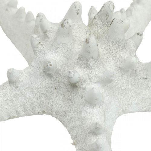 daiktų Jūrų žvaigždės dekoracija didelė džiovinta balta dygliuota jūrų žvaigždė 15-18cm 10vnt