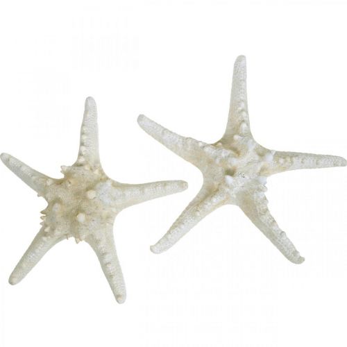 Floristik24 Deco jūrų žvaigždė didelė džiovinta, balta gumbuota jūrų žvaigždė 19-26cm 5vnt