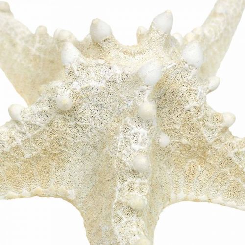 daiktų Dekoratyvinė jūrų žvaigždė didelė džiovinta balta dygliuota jūrų žvaigždė 19-26cm 5 vnt
