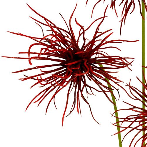 Floristik24 Šilkinės gėlės Xanthium Bordeaux 64cm 4vnt