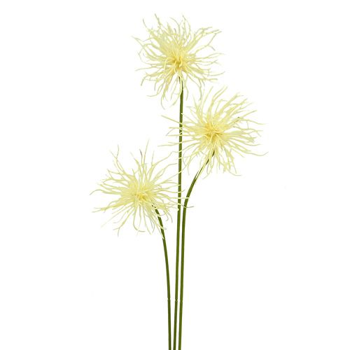 Floristik24 Šilkinės gėlės xanthium kremas 63cm 4vnt