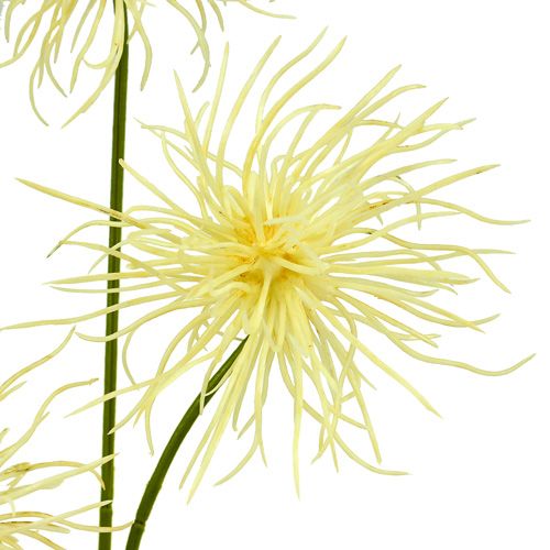 Floristik24 Šilkinės gėlės xanthium kremas 63cm 4vnt