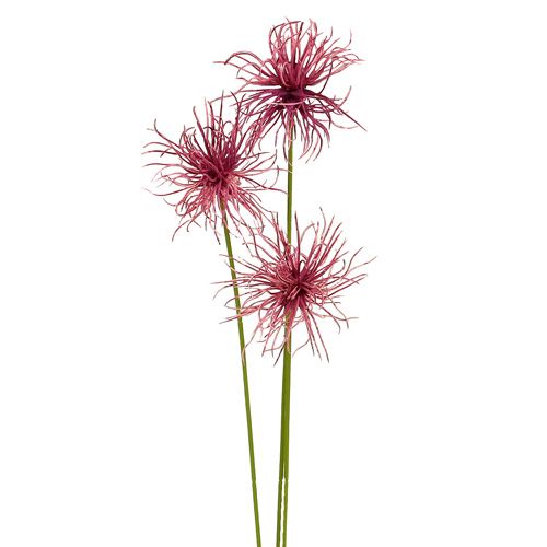 Floristik24 Šilkinės gėlės Xanthium viržiai 63cm 4vnt