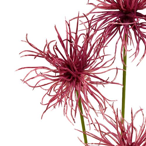Floristik24 Šilkinės gėlės Xanthium viržiai 63cm 4vnt