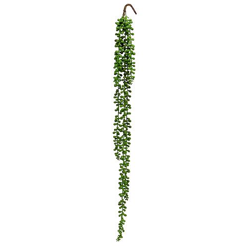 Floristik24 Senecio kabykla 75cm žalia