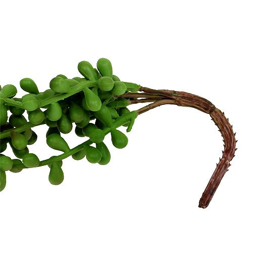 Floristik24 Senecio kabykla 75cm žalia