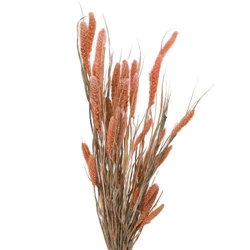 daiktų Setaria šerių soros sausa dekoracija lašiša 69cm 70-75g x 2vnt