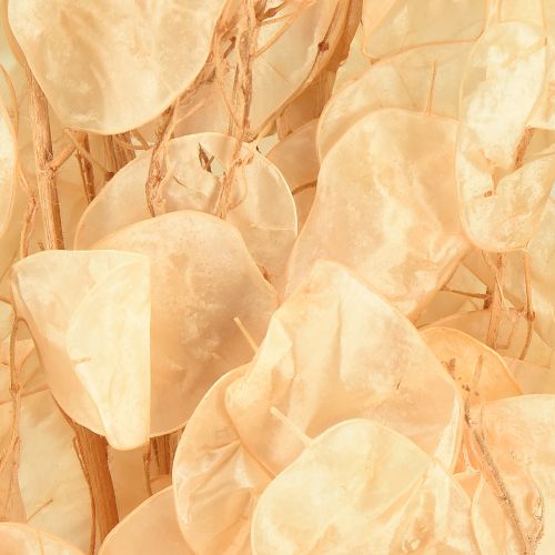 daiktų Džiovintų sidabrinių lapelių „Lunaria“ šampanas 65–70 cm 20 g