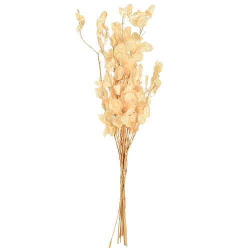 daiktų Džiovintų sidabrinių lapelių „Lunaria“ šampanas 65–70 cm 20 g
