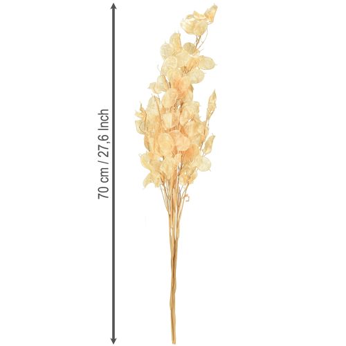 daiktų Džiovintų sidabrinių lapelių „Lunaria“ šampanas 65–70 cm 20 g