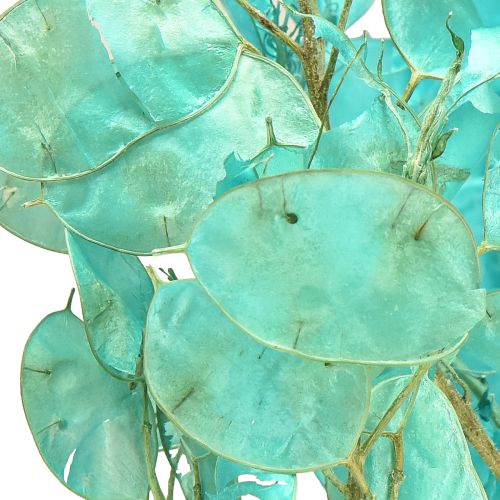daiktų Džiovintos sidabralapės žibuoklės Lunaria šviesiai mėlynos 65-70 cm 20 g