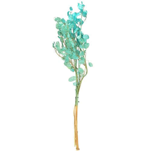 daiktų Džiovintos sidabralapės žibuoklės Lunaria šviesiai mėlynos 65-70 cm 20 g