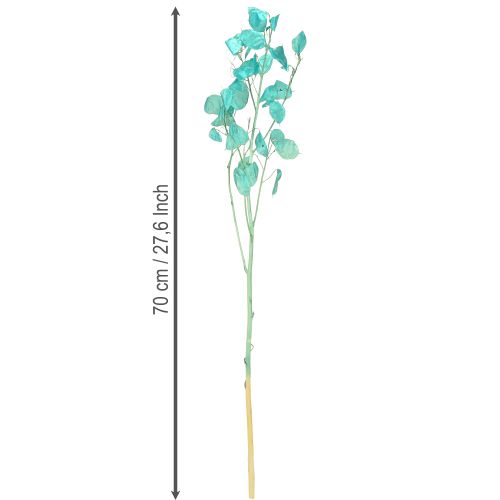 daiktų Džiovintos sidabralapės žibuoklės Lunaria šviesiai mėlynos 65-70 cm 20 g