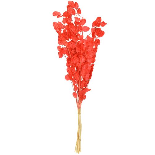 daiktų Džiovinti sidabralapiai raudonieji Lunaria 65-70cm 20g