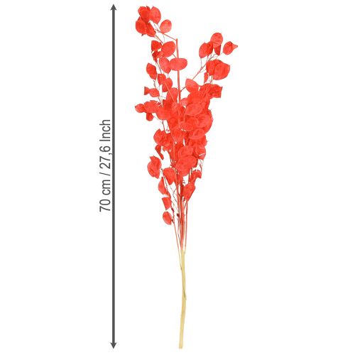daiktų Džiovinti sidabralapiai raudonieji Lunaria 65-70cm 20g