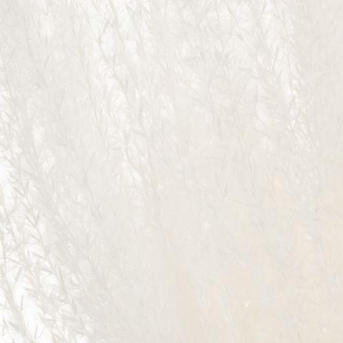 daiktų Džiovintos gėlės, sidabrinė žolė. Elegantiška natūrali puošmena namams ir biurui. 70 cm, 10 vnt.