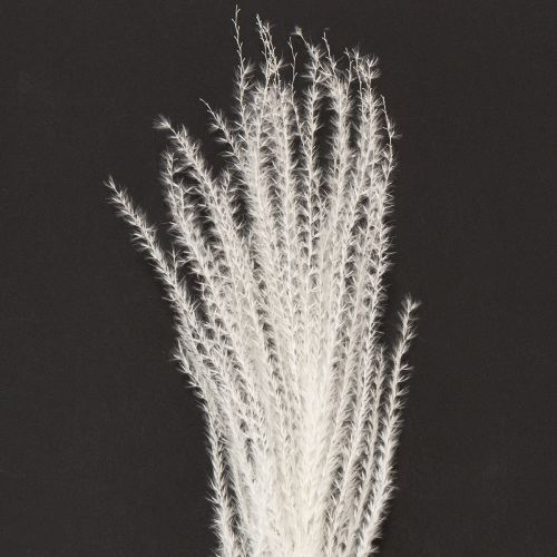 daiktų Džiovintos gėlės, sidabrinė žolė. Elegantiška natūrali puošmena namams ir biurui. 70 cm, 10 vnt.