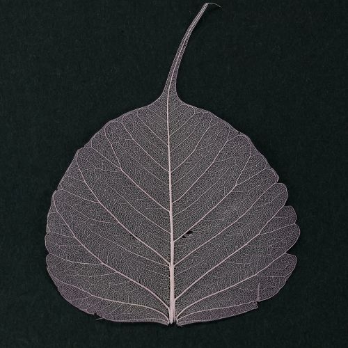 daiktų Skeletiniai lapai Bodhi lapai skeletuoti violetiniai 5-15cm 200 vnt.