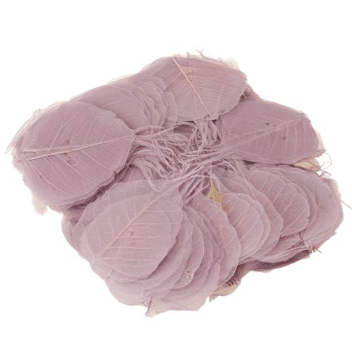 daiktų Skeletiniai lapai Bodhi lapai skeletuoti violetiniai 5-15cm 200 vnt.