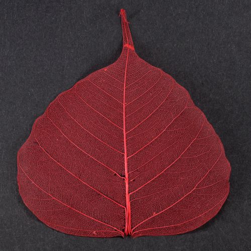 daiktų Skeletiniai Bodhi lapai, skeletuoti raudoni, 5-15 cm, 200 vnt.