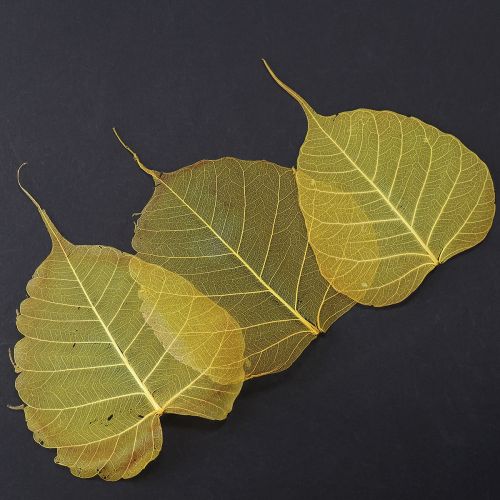 Floristik24 Skeleto lapai, tuopos figmedžio lapai, geltoni, 5-15 cm, 200 vnt.