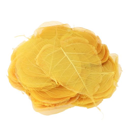 daiktų Skeleto lapai, tuopos figmedžio lapai, geltoni, 5-15 cm, 200 vnt.