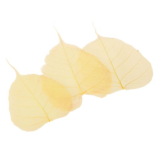 daiktų Skeleto lapai, tuopos figmedžio lapai, geltoni, 5-15 cm, 200 vnt.