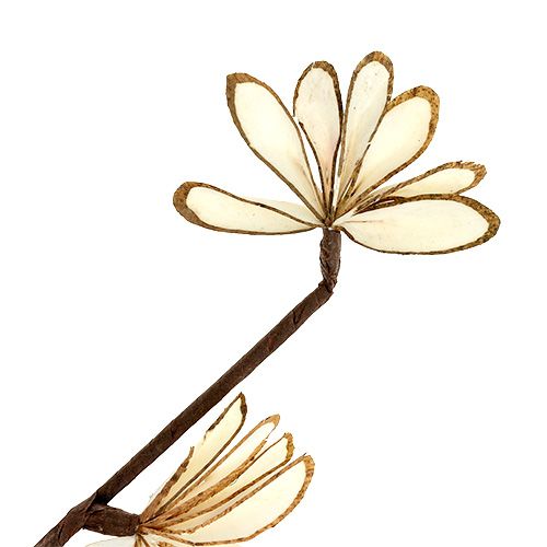 Floristik24 Sola Chips Sunny Stick Brown, Balta 6 vnt.