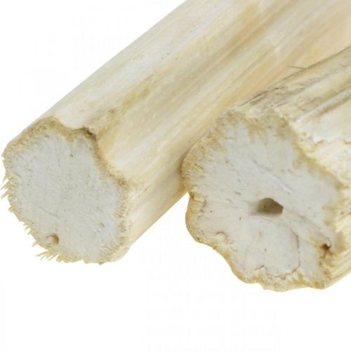 Floristik24 Saulėgrąžos stiebas balintas 10cm 24 vnt