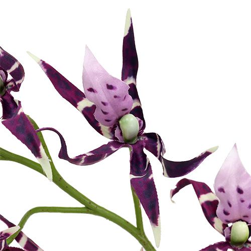 Floristik24 Orchidėjos voras Brassia violetinė 108cm 3vnt