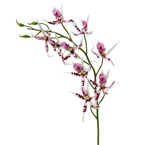 Floristik24 Orchidėjos voras Brassia Pink-White 108cm 3vnt