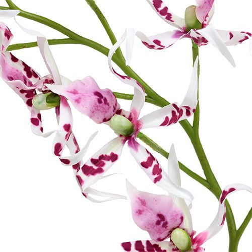 Floristik24 Orchidėjos voras Brassia Pink-White 108cm 3vnt