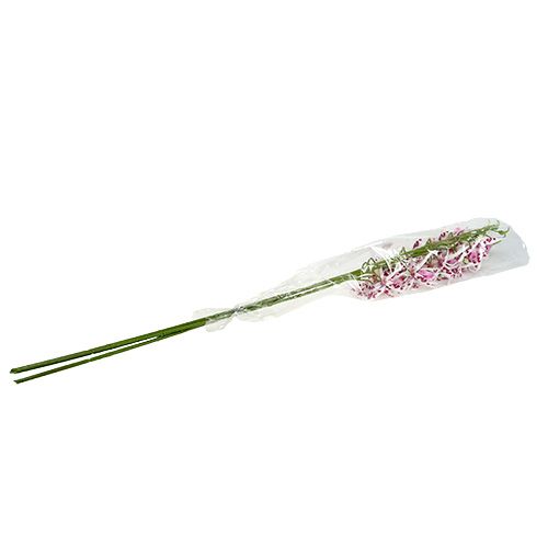 Floristik24 Orchidėjos voras Brassia Pink-White 108cm 3vnt