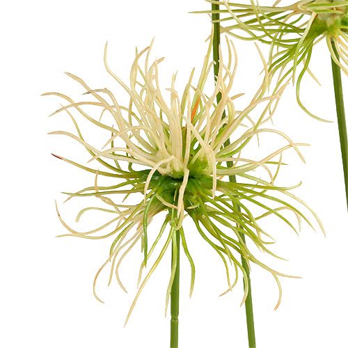 Floristik24 Smailios varnalėšos šakelės kreminės žalios 63cm 4vnt