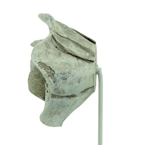Floristik24 Plug rožių asorti. Ø5,5cm L19cm 4 vnt