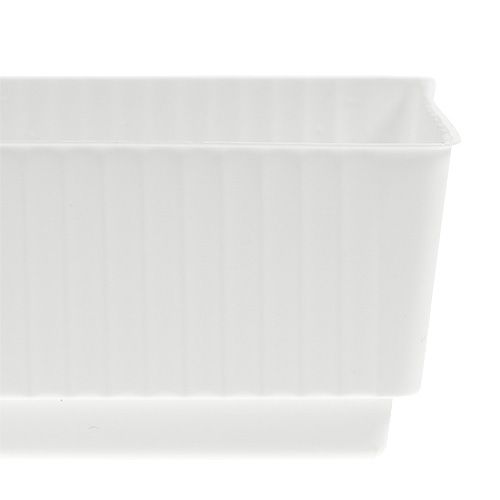 Floristik24 Kištukinis padėklas šlapias putplastis 23 x 8 x 4,5 baltas 10 vnt