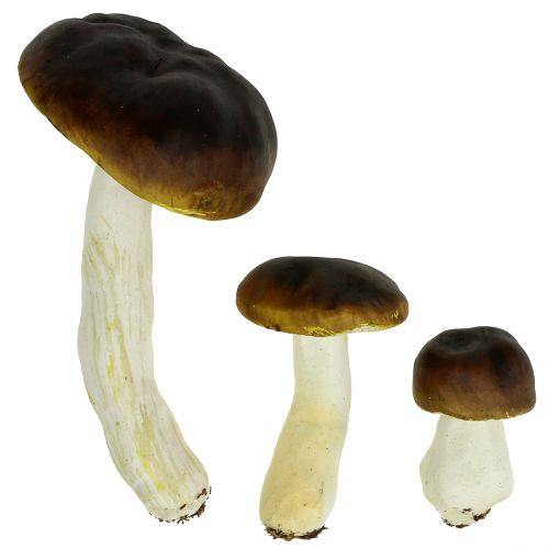 Floristik24 Porcini grybas rudas H8cm - 20cm 6vnt