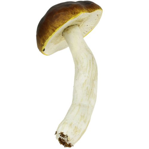 Floristik24 Porcini grybas rudas H8cm - 20cm 6vnt