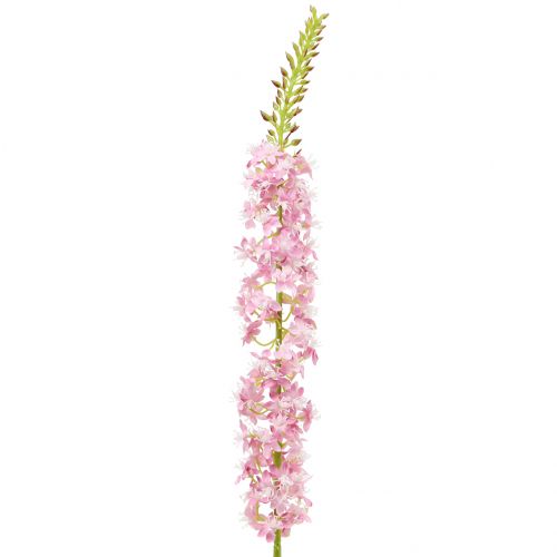 Dykumos uodega stepinė žvakė rožinė 106cm