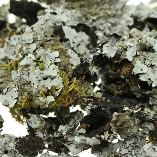 Floristik24 Kerpės natūrali puošmena su samanų pilkumu 500g