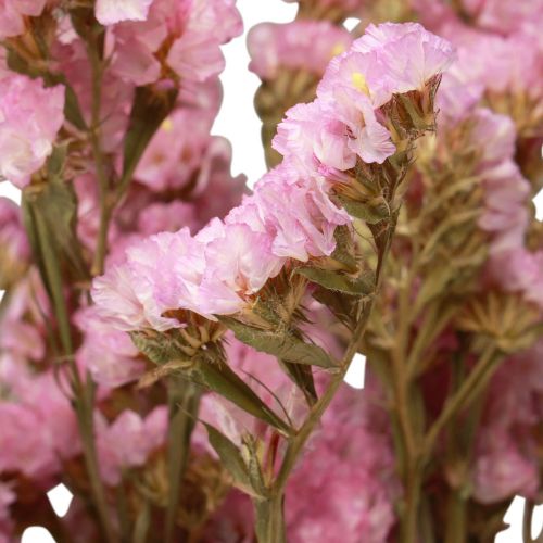 Floristik24 Paplūdimio Alyvinė Rožinė Limonium Džiovintos Gėlės 60cm 50g