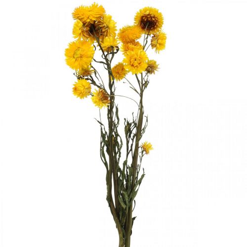 Floristik24 Džiovintų gėlių geltona šiaudinė gėlė Helichrysum sausa dekoravimo kekė 50cm 45g