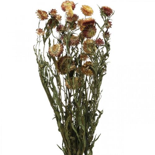 Floristik24 Šiaudinė gėlė Geltona, Raudona džiovinta Helichrysum džiovinta gėlė 50cm 60g