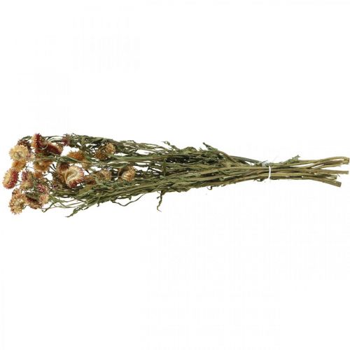 daiktų Šiaudinė gėlė Geltona, Raudona džiovinta Helichrysum džiovinta gėlė 50cm 60g