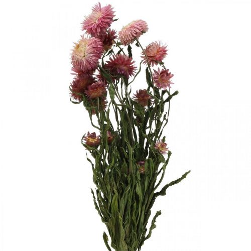 Floristik24 Strawflower Pink džiovintų Helichrysum džiovintų gėlių kekė 45cm 45g