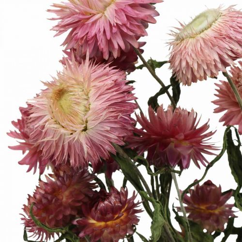 Floristik24 Strawflower Pink džiovintų Helichrysum džiovintų gėlių kekė 45cm 45g