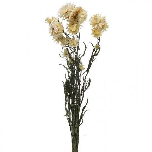 Floristik24 Sauso dekoravimo šiaudinių gėlių kremas helichrysum džiovintas 50cm 30g