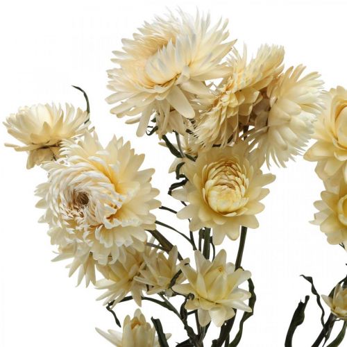 Floristik24 Sauso dekoravimo šiaudinių gėlių kremas helichrysum džiovintas 50cm 30g